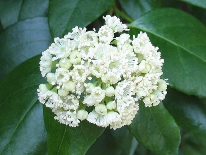 Woodvamp (Climbing Hydrangea, Hydrangea barbara) 7 Climbing Hydrangea